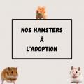 Nos lapins a l adoption 1 