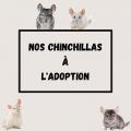 Nos lapins a l adoption 2 