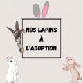 Nos lapins a l adoption